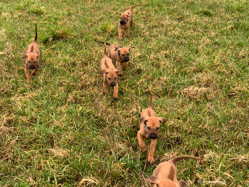 Rhodesian Ridgeback Puppies Available Now